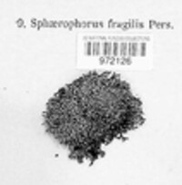 Sphaerophorus fragilis image